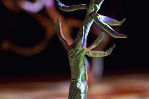 Arthur Babel - Au fond du Bois Dormant #8