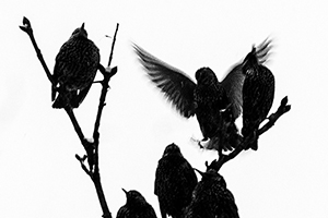 Arthur Babel - Envols, Extrait #11