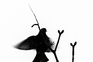 Arthur Babel - Envols, Extrait #06