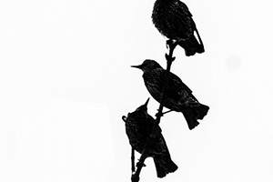 Arthur Babel - Envols, Extrait #07